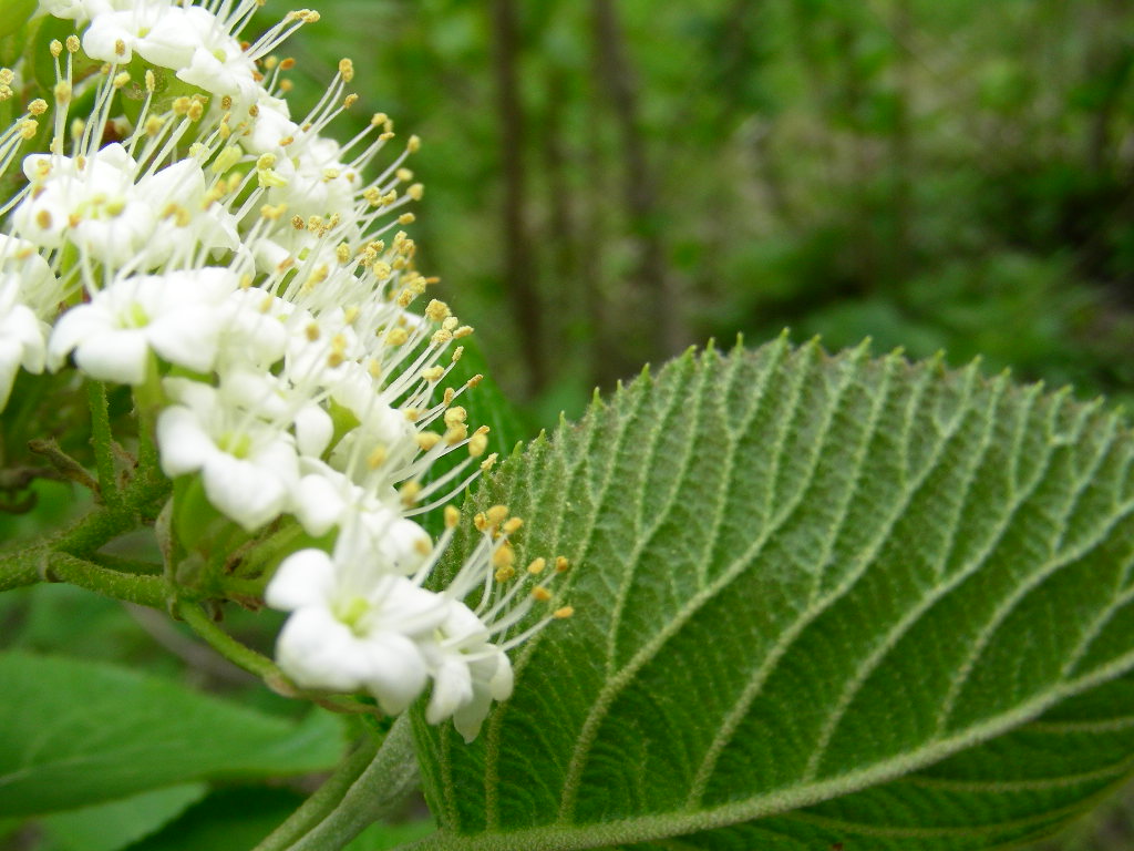 Viburnum lantana ...